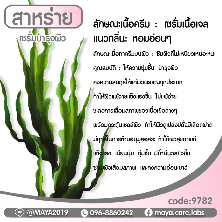 เซรั่มสาหร่าย seaweed serum