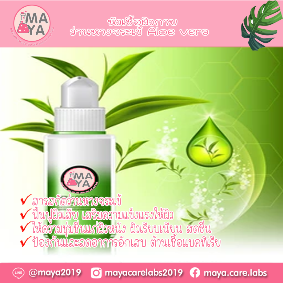 หัวเชื้อผิวกาย ว่านหางจระเข้ Aloe vera